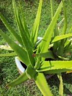 Aloe Vera növény és a Forever aloe vera